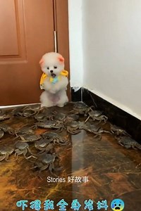 916K views · 18K reactions | Cute Dogs - Funny Videos Vol.3 | Stories 好故事 | Facebook