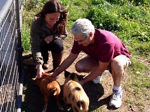 Steve Katz Volunteers as Veterinarian for Tilly Foster Farm Animals