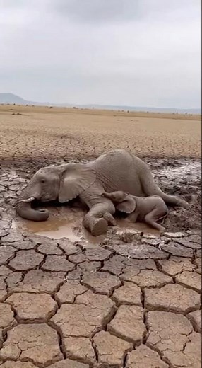 Heartbreaking Rescue: Mom & Baby Elephants Stuck!
