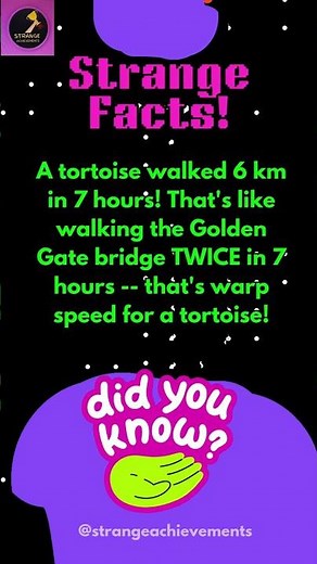 Fastest Tortoise Walk: The Slow-Motion Sprint You Won’t Believe