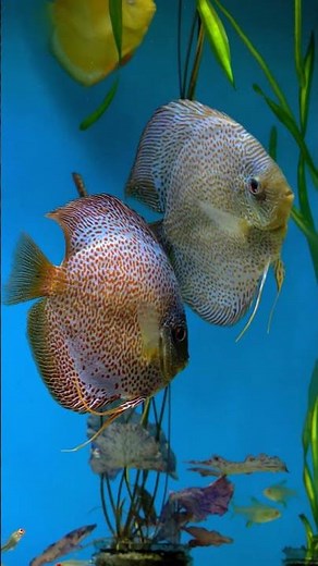 The beautiful Penang Eruption discus fish