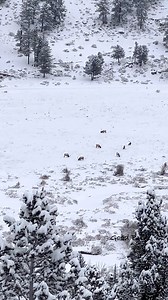 A bird’s eye view on a pile of bull elk! 26 in total in the meadow below and most of them are 6x6 or better. www.goodbullguided.com | Good Bull Outdoors