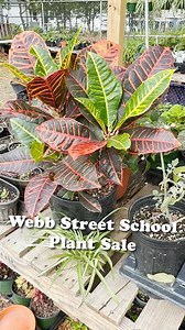 37K views · 285 reactions | The Webb Street School Plant Sale kicks off this Saturday (April 5) during the school’s 3rd Annual Car Show! The sale continues Monday through Friday from 9 a.m. to 1 p.m., with the final day on Thursday, April 17. Stop by to support Webb Street School and take home beautiful plants, flowers, herbs, and more. We can’t wait to see you there! | Gaston County Schools | Facebook