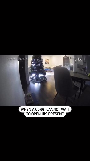 Excited Corgi Unwraps His Present | Funny Dog Video