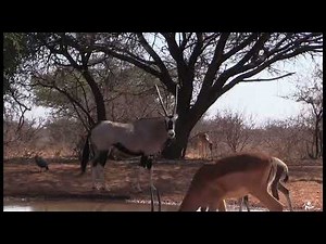 About Bushmen Safaris