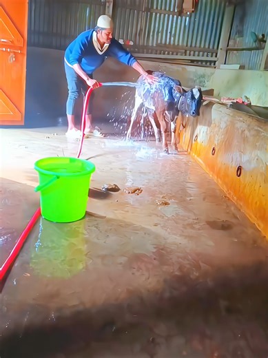 Facebook JM village life #village #viral #foryou #fyppppppppppppppppppppppp