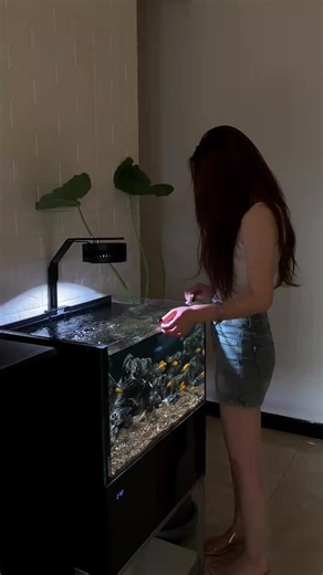 Aquarium Glass Designs: Creating a Stunning Fish Tank