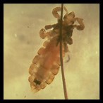 Lice - Livestock Veterinary Entomology