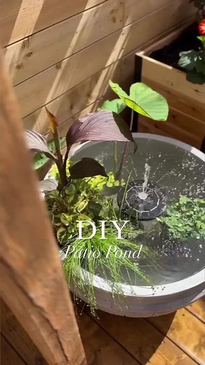 mypondplants on TikTok