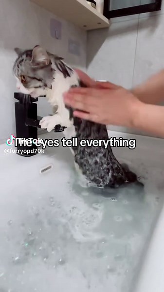 The Eyes Reveal All: Understanding Kitten Behavior