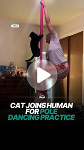 Cat joins human for pole dancing practice
