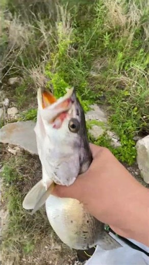 Giant Speckled Trout on Vudu Shrimp – Epic Catch!