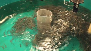 1.4K views · 57 reactions | Muskie Update! Right from the tanks at...