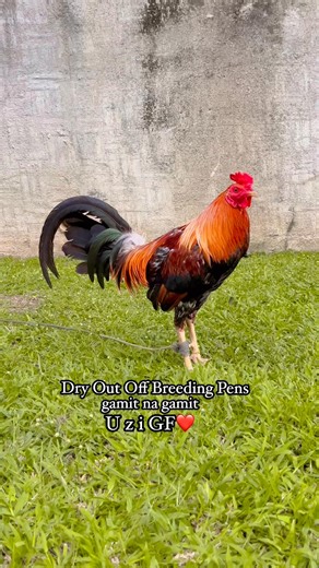 1.1K views · 143 reactions | Dry Out | Uzi GF Davao | Facebook