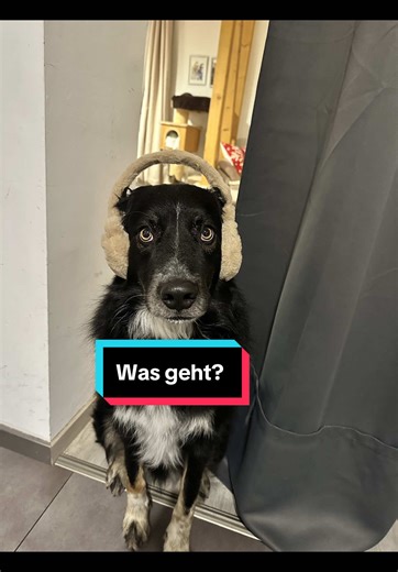 Wenn der Hund beim Essen lauter ist als der Hunger 🤣🧡 #asmr #essen #hund