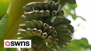 Man left stunned after bananas start growing in his garden - in Hackney