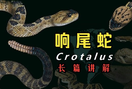 【名蛇讲解】响尾蛇 Crotalus