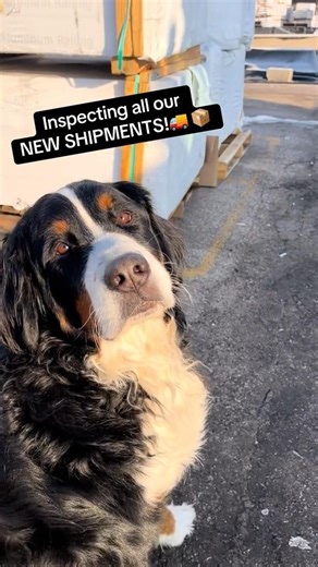 Denali takes his role as Quality Control Manager very serious.🤣 #jacobssupply #bernesemountaindog