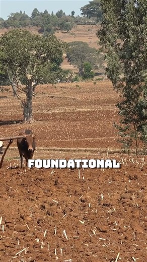 Unlocking AG Tech: The Future of Agriculture in Emerging Markets #shorts