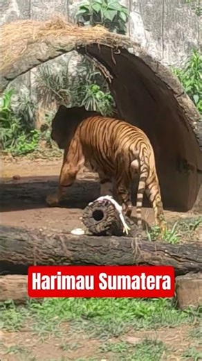 HARIMAU SUMATERA #macan #buffalo #beruang #ternak #jaguar #singa #citah #karakal #kucing #sapi