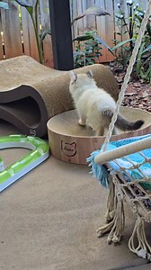 A relaxing Sunday afternoon 🌞 | Bonnie & Clyde plus Candy