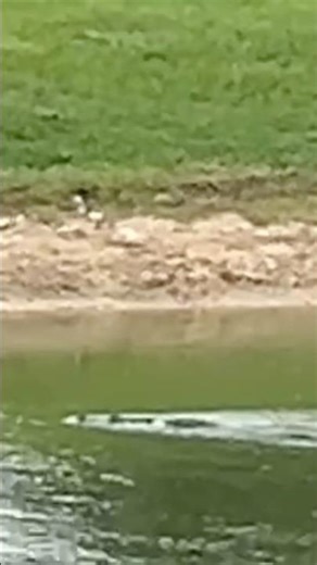 Spotted an alligator!