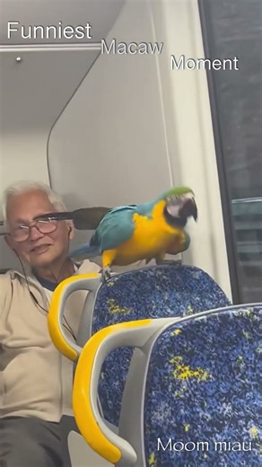 Funny macaw 🥹#macaw #funny #funnymacaw