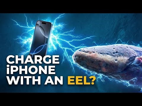 Can an Electric Eel Charge an iPhone?