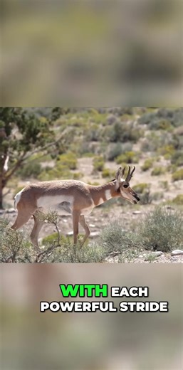 Pronghorn: The Incredible Survival Story of the Fastest Land Animal
