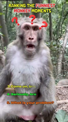 “Ranking the Funniest Monkey Moments 😂 (You Won’t Expect #1)”