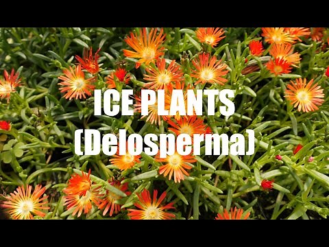 Ice Plants Delosperma