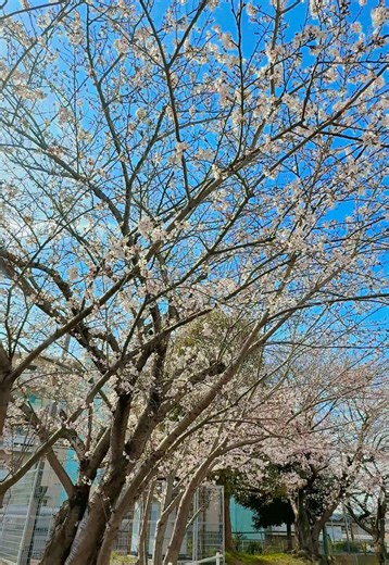 兵庫の桜と引越しの喜び