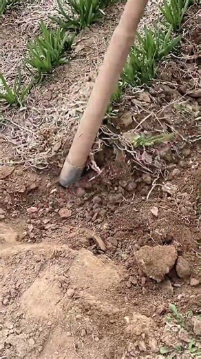 Traditional Way of Digging Out Fresh Root Vegetables 🥬🚜 #MyAgricultureLife #HarvestingSkills