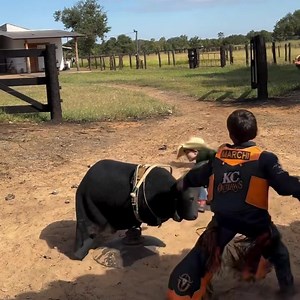 Part 2: These two best friends just nailed their bull rides and are celebrating each other's success! 🎉🐂 Nothing better than sharing victories with your bestie. 🎥: IG (fatianaferreira) TY❤️🤠 | Cowboy Lifestyle Network