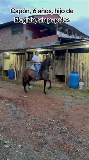 📌Capón📌 6 años Sin papeles Pasta en Santa Rosa de Cabal #cabalgatas #caballistasdecorazon #caballosymujeres #caballosejecafetero