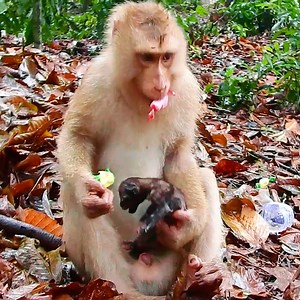 29K views · 1.8K reactions | little monkey keeping baby puppy on the chest | Monkey TV Daily | Facebook