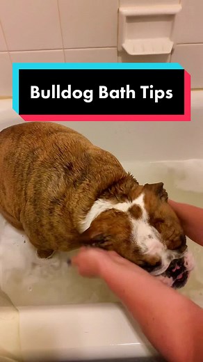 English Bulldog Bath Routine: Tools and Tips