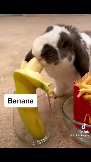 We should all learn from the rabbits #itstricky #itstrickychallenge #rabbits