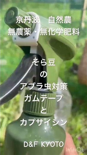 京丹波 自然農 無農薬・無化学肥料 そら豆のアブラ虫対策 ガムテープとカプサイシン D&F KYOTO #自然農 #自然栽培 #京丹波 #野菜作り