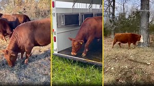 3.3K views · 58 reactions | Do you think our cattle are too fat? | Tick Creek Ranch | Facebook