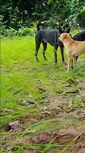 The beautiful puppies are happily nursing their mother.