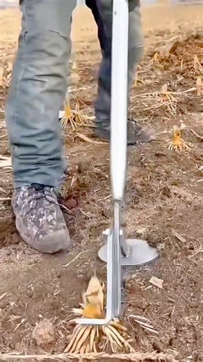 Using a Manual Root Puller Tool to Remove Deep Plant Roots from the Soil Efficiently #shorts