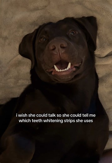 forever jealous of her teeth #puppy #chocolatelab