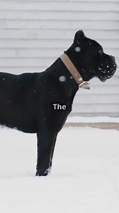 424K views · 12K reactions | The Legendary Cane Corso #canecorso | Cane Corso Fiji | Facebook