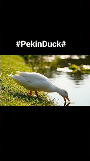 Pekin duck is one of the most popular domestic duck breeds originally developed in China.
