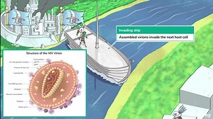 HIV Life Cycle (Retroviridae): HIV Part 2 - Free Sketchy Medical Lesson
