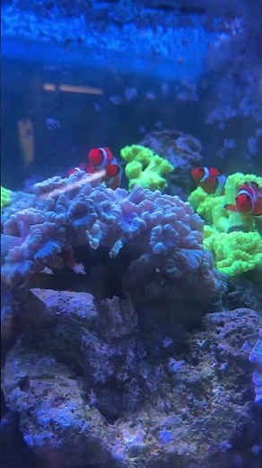 🐠 Found Nemo in Real Life! 🌊🐟 | Amazing Saltwater Aquarium