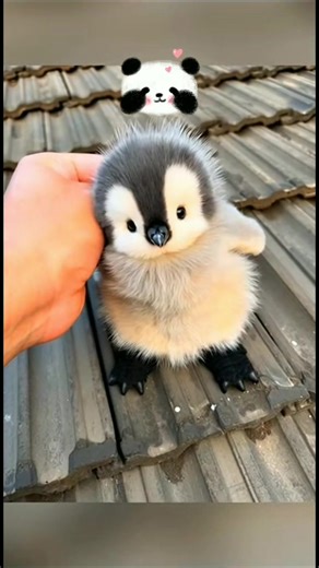 Discover Adorable Baby Penguins in Their Habitat