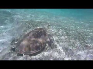 Snorkeling at Deadman's Reef, Paradise Cove
