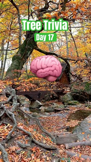 Tree Trivia 🧠
